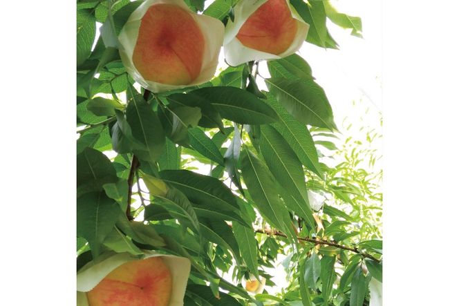 2026年産 先行予約 桃 【糖度保証付】古跡農園の桃3玉（糖度15度以上）[もも フルーツ 果物 ] モモ 果肉 