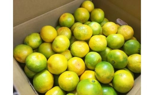 【先行予約】紀州和歌山有田産ゆら早生みかん10kg　※2026年10月中旬頃〜11月上旬頃に順次発送予定(お届け日指定不可)【uot734】