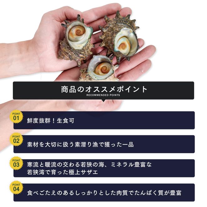 活さざえ 約2kg セット 詰め合わせ 若狭湾産 活 さざえ サザエ 貝 貝類 魚介 魚介類 海鮮 海鮮セット 新鮮 福井 福井県 若狭町