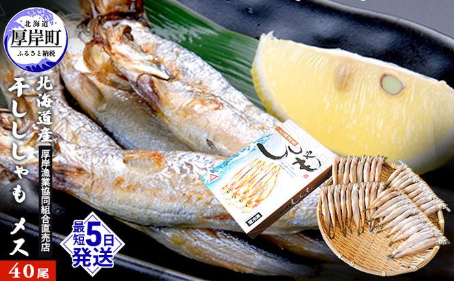 北海道産 干ししゃも メス40尾  北海道 干物 ひもの 魚 ししゃも シシャモ 魚貝類 