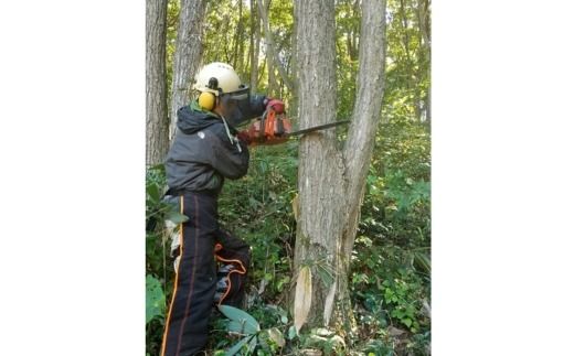 【年内出荷】数量限定 原木椎茸「金山かぐや」射水市金山産 /おせち材料 正月 料理 きのこ 野菜 山菜/富山県射水市 ※2025年12月中旬～2026年4月下旬頃に順次発送予定