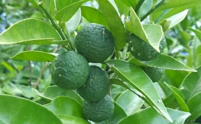 種なし スダチ 6号 鉢植え 苗木 すだち 