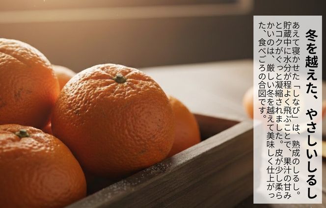 みかん 春待ち 越冬みかん 箱込10kg(内容量9.2kg) 等級／サイズミックス 和歌山県産 産地直送 AX433