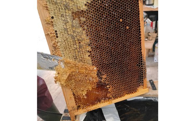 948.鳥取の花の香りを食卓へ。天然はちみつ3瓶セット（百花蜜、アカシア、トチ）67g×各1瓶（計3瓶） 蜂蜜 ハチミツ ハチ蜜 鳥取県産◇日本全国配送可能 313726_BW001