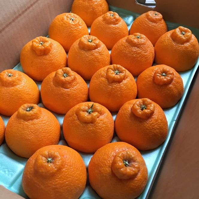 和歌山産　不知火 約3kg【家庭用】 ※2026年2月上旬～4月下旬頃より順次発送予定