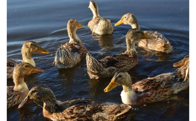 【令和7年産】魚沼産コシヒカリかも米(精米)5kg　※栽培期間中農薬不使用 米 お米 こしひかり 精米 かも米 中魚沼 新潟県 十日町市