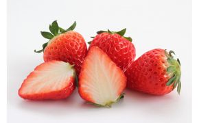 こだわり栽培　いちご　はるひ　【2025年12月～2026年4月末までお届け】 232238_DS003