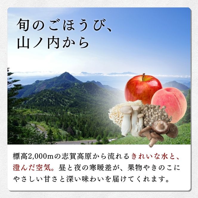 【2026年発送】志賀高原の麓で育った プラム 貴陽大玉10玉約1.5kg プラム すもも フルーツ 果物 長野