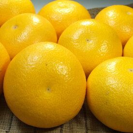 【2027年先行予約】八朔(はっさく)[約5kg]和歌山県有田産 春みかん(果実サイズおまかせ) 春柑橘 紀伊国屋文左衛門本舗_V7405