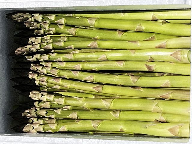 アスパラガス 先行予約 2026年 春アスパラガス 約1kg L～2L 厳選 佐藤農園 アスパラ グリーンアスパラ 野菜 春野菜 春 旬 旬の野菜 朝どれ 産地直送 青森 青森県 鰺ヶ沢町 冷蔵 冷蔵配送 5月 6月発送