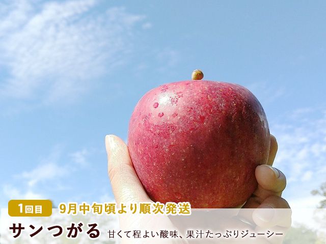りんご 定期便 3ヶ月 青森 訳あり リンゴ 3種 サンつがる 紅玉 サンふじ 約3kg (8～12玉)  3回 たわわ農園 フルーツ 果物 定期 9月・10月・11月発送予定 オンライン決済限定 