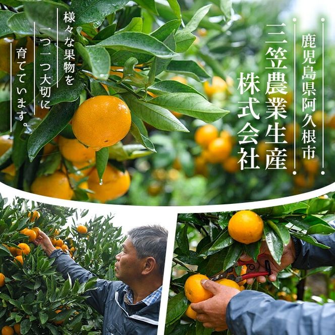 ＜先行予約受付中！2027年4月上旬以降順次発送予定＞ ＼テレビで紹介されました！／数量限定！冷蔵不知火「クールな大将季」(計約3kg) 国産 みかん ミカン 柑橘 フルーツ 果物 旬 デザート 露地 しらぬい シラヌイ 期間限定【三笠農業生産】akn051-06