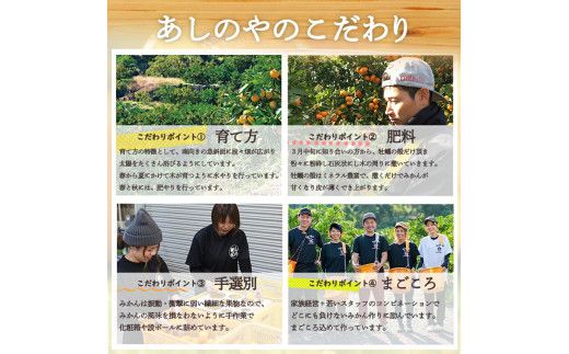 ZE6015n_有田の不知火(しらぬひ) 【訳あり　家庭用】　6kg (S～4Lサイズ混合)まごころ手選別