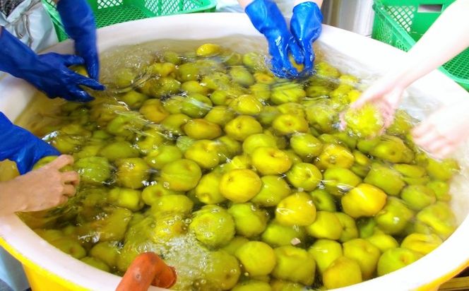 リキュール 梨幸園 500ml お酒 洋酒 晩酌 家飲み 宅飲み 芳醇 飲み口さっぱり 幸水 香り豊か 梨の風味 梨リキュール フルーツリキュール 