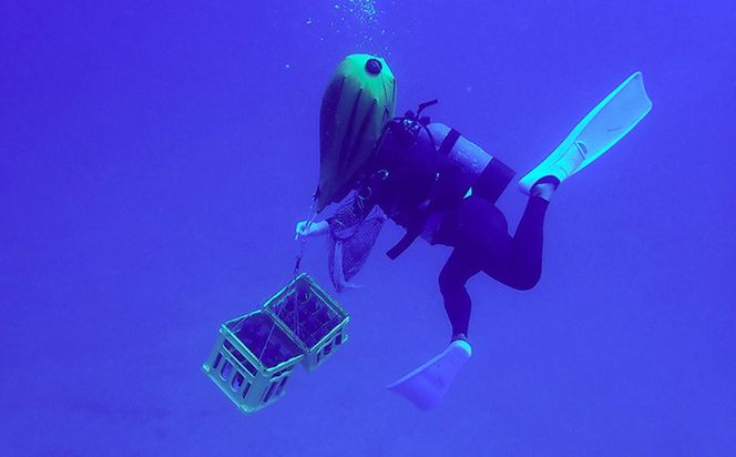 海底熟成泡盛 「珊瑚の海」720ml 40度 10年古酒 海底1年熟成