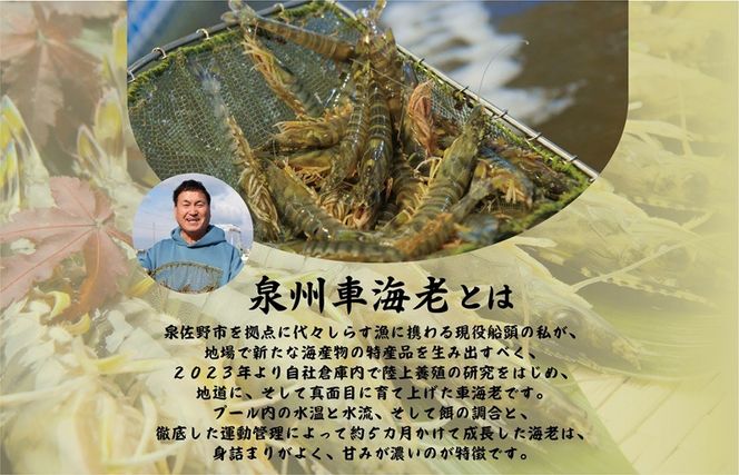 G3703 訳アリ！お試し 加熱調理用 泉州車海老250g【TVで紹介されました！】