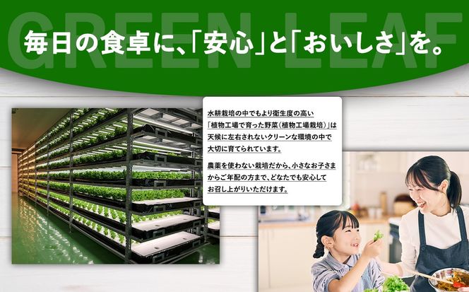 【無農薬】水耕栽培（植物工場栽培）グリーンリーフレタス 500g（約250g×2P）（その他）