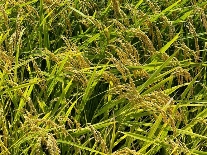＜定期便＞【令和8年度】新米 こしひかり（精米）10kg【6ヶ月】鈴鹿山麓の銘水が育てた米l 米どころ 三重県産 小山田地区  小山田米  米 コメ 白米 精米