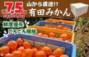 みかん 山から直送 箱込 7.5kg ( 内容量約 6.8kg ) 鮮度優先ごろごろ規格 和歌山県産 産地直送 家庭用【みかんの会】 AX216