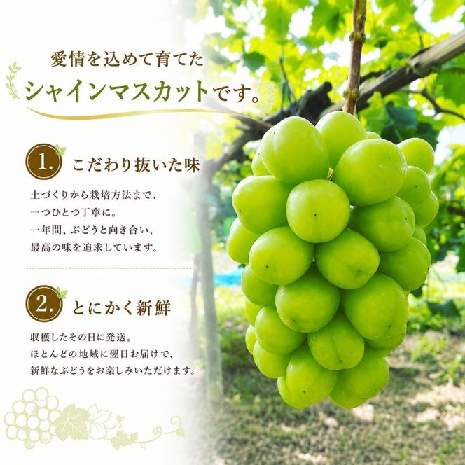 ぶどう シャインマスカット 2kg  3房～4房 1房 約500g～600g 葡萄 フルーツ 岡山 高梁市産 赤迫農園 2026年 先行予約