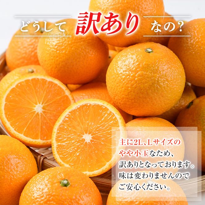 ＜先行予約受付中！2026年12月中旬以降順次発送予定＞ 訳あり！鹿児島県産スイートスプリング(計約10kg・37～43個程) 柑橘 果物 フルーツ 旬 デザート 国産 鹿児島県産 阿久根市産 小玉 数量限定 期間限定 訳アリ ノーワックス【三笠農業生産】akn051-03
