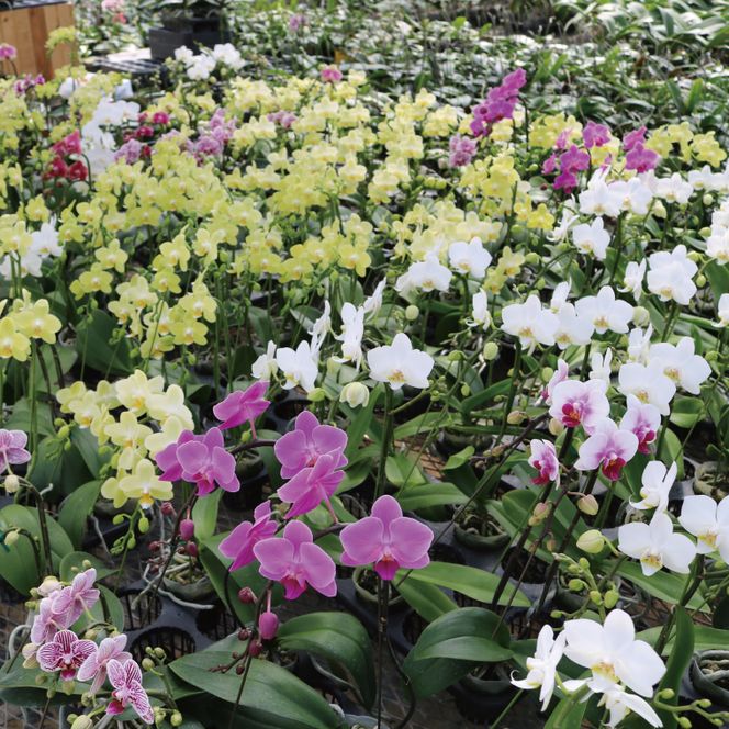 おまかせミニ胡蝶蘭（2本寄せ14輪以上）【陶器鉢】【お花 花 コチョウラン 胡蝶蘭 蘭 贈り物 プレゼント 誕生日 お祝い 誕生日 母の日 父の日 敬老の日 鹿嶋市 茨城県】（KAR-4）