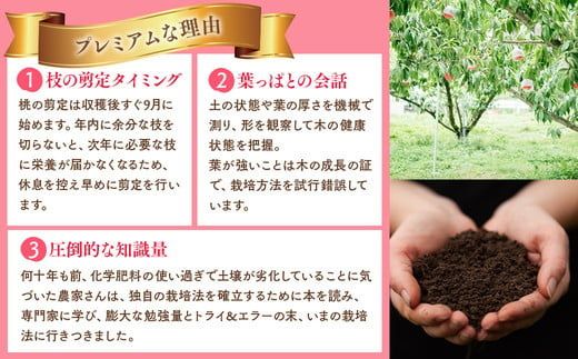 ◆2026年夏発送◆暁星～産直・桃・約2kg～ ※離島への配送不可 ※2026年7月上旬～7月下旬頃に順次発送予定 ｜ 先行予約 予約 数量限定 桃 もも モモ 果物 くだもの フルーツ 詰め合わせ 福島 ふくしま