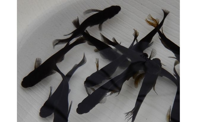 讃岐のめだかの特選めだか ブラックミックスめだか5ペア 372013_EX022