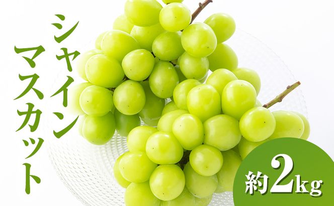 【2026年9月～発送】シャインマスカット約2kg 4～6房 長野県産
