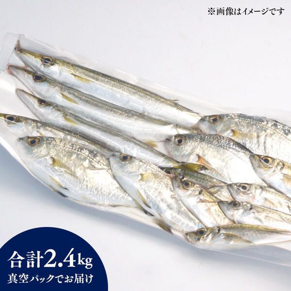 【6ヶ月定期便】大和海商の朝どれ鮮魚小魚パック 2.4kg N072-YE093