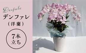 【 10セット 限定 】 デンファレ （ 洋蘭 ） 7本 立ち  《糸島》【和饗エコファーム株式会社】 蘭 洋蘭 デンファレ 花 インテリア お祝い 贈り物 [AVI002]