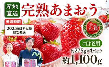 あまおう 約1,100g（約275g×4パック）（先行受付／2025年1月以降順次発送予定）いちご 大粒 不揃い 苺 イチゴ 福岡高級 フルーツ 土産 福岡県