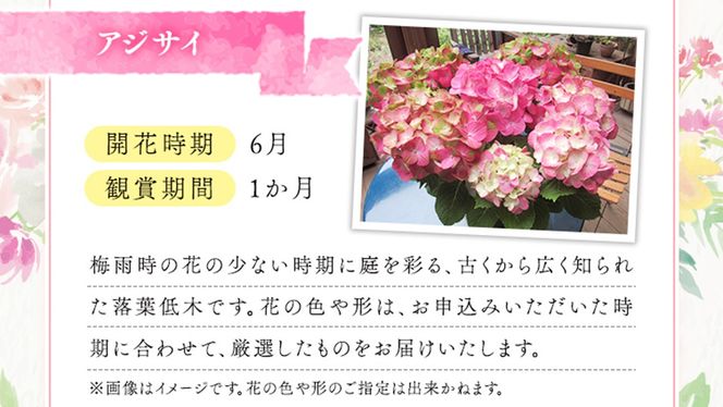 ≪先行予約≫アジサイ 【 おまかせ 1点 】【2026年4月上旬頃より発送開始】 植物 花 インテリア フラワー 紫陽花 お花 園芸 初夏 梅雨 ガーデニング [BG007us]