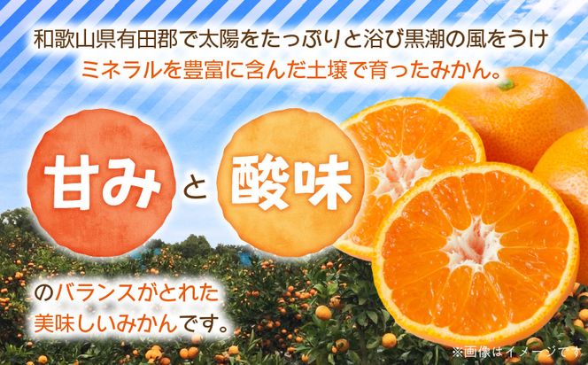 ZJ6097_【2026年先行予約】果物ランキング1位獲得！ 総合ランキング6位獲得！TVで紹介されました！リピーター続出 みかん 温州みかん フルーツ 果物 柑橘 果実 甘味 酸味 ジューシー 人気 国産 食べ物 産地直送 和歌山県 湯浅町 送料無料 家庭用 和歌山 有田みかん 約5kg (SS、Sサイズ) 湯浅町