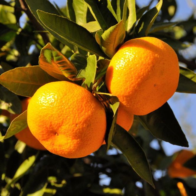 【産直・秀品】和歌山下津みかん約5kg（SサイズまたはMサイズのいずれかをお届け）