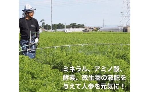 【予約受付】＜フジテレビ『どっちのふるさと？』で紹介されました！＞ 訳あり 冬期限定 にんじん マドンナキャロット 2kg 先行予約 国産 甘い フルーツのような味わい お子様にもおすすめ 栄養 神重農産 野菜 愛知県 碧南市 送料無料 H105-235