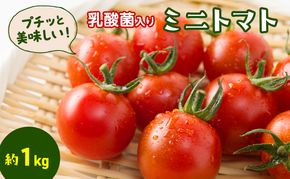 プチッと美味しい！「乳酸菌入り ミニトマト1kg」初物 野菜 
