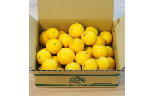 先行予約 数量限定 訳あり 小玉 美生柑 約7kg 小粒  河内晩柑 ばんかん 柑橘類 フルーツ 果物 くだもの 果実 夏文旦 晩生柑 みかん 蜜柑 わけあり 傷 規格外 愛媛県 愛南町