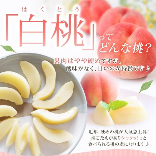 【先行予約】朝もぎ直送！ 「  桃 白桃 系 」 5～8玉 約2kg規格箱入り【高機能共選機使用】【先行予約】 選び抜かれた 桃 山梨県産 モモ 白桃 フルーツ 果物 くだもの 人気 産地直送 厳選 贈答 贈り物 甘い 予約 [注目]【tab0097】