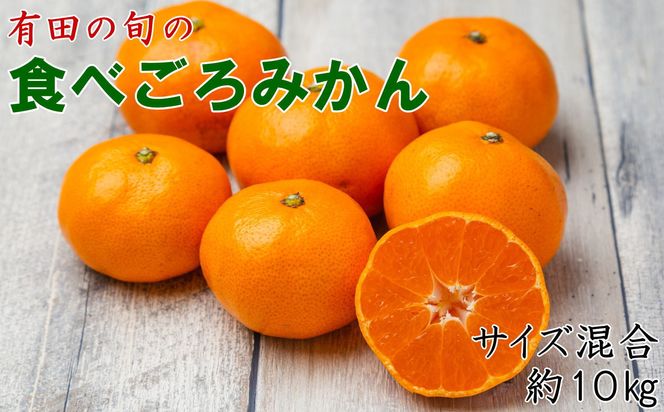 有田の旬の食べごろみかん約10kg（サイズ混合）（秀・優品混合）★2026年11月下旬頃より順次発送 ［TM227］ 303446_XH92278
