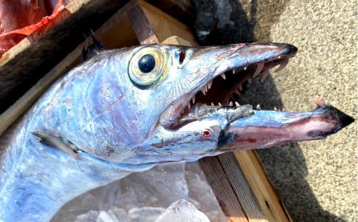 890.漁師の鮮魚箱（約4kg）(A890-3)