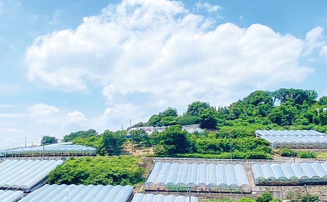 ぶどう2026年 先行予約 シャイン マスカット 晴王 2房（合計約1.1kg） 晴れの国 おかやま 岡山県産 フルーツ王国 果物王国 産地直送 