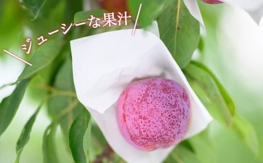 【訳あり】プラム 約2.5kg ［おぶせファーマーズ］数量限定 果物類 フルーツ 規格外 不揃い 家庭用 長野県産 信州産 クール便 冷蔵便 お取り寄せグルメ 【2025年8月上旬～9月中旬発送】［FH-86］