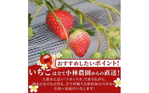 兵庫加古川(小林農園)特産いちご 4パック[1月中旬より順次発送]《 苺 いちご 期間限定 よつぼし フルーツ 果物 》【2401C09502】