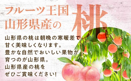 FYN9-731 ≪2026年先行予約≫ ご家庭用 8月発送 山形県産 品種おまかせ 白桃 約3kg(7～13玉) 2026年8月上旬から順次発送 はくとう 桃 もも モモ 果物 くだもの 夏果実 フルーツ 訳あり 農業者支援 家庭用 自宅用 産地直送 山形県 西川町 月山