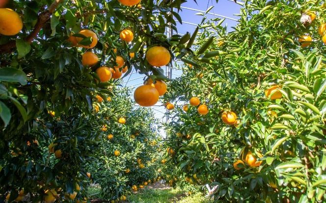 みかん せとか 【先行予約】2L 12個/3L 10個 西地農園のハウスせとか【2026年2月中旬より順次発送】 / 手選別 せとか ハウスせとか 2L 3L みかん ミカン 蜜柑 柑橘 果物 くだもの フルーツ 産地直送【mnd003A】