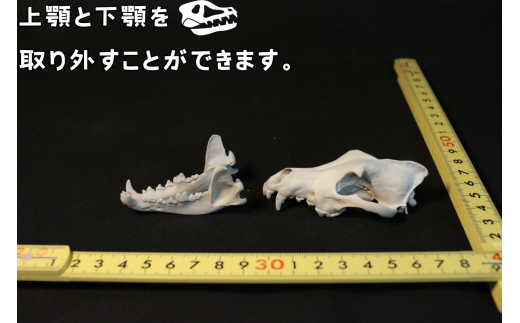  縮小 頭骨 レプリカ タイリクオオカミ 8cm / 標本 コレクション プラモデル 動物 標本 頭骨 狼 フィギュア インテリア 模型 動物 博物館 骨格 ミニチュア 3D プリント キーホルダー 【anf949-8c-tok】