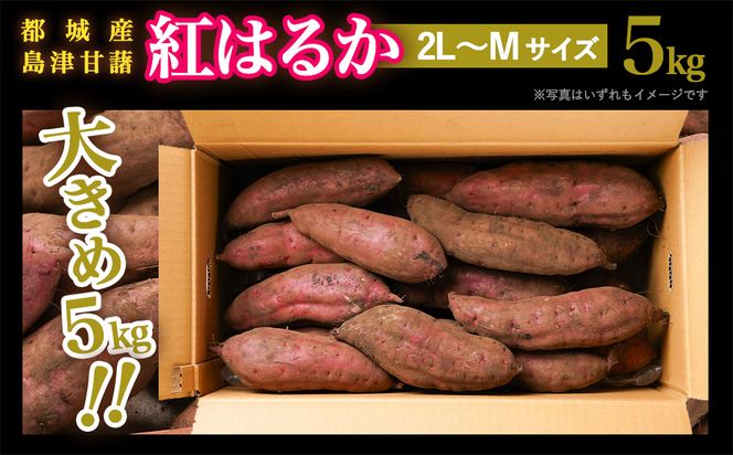 先行受付!【11月お届け】島津甘藷　熟成紅はるか 5kg(2L～M)_LE-A7-001-5kg-11