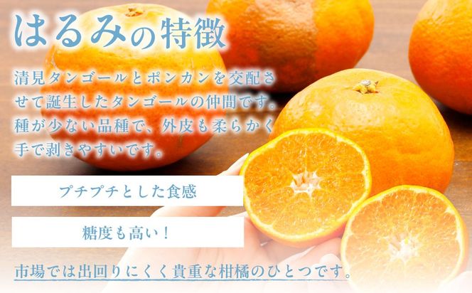 yQɕzystzyʌzyR̂薳Iʁz͂ 5kg ւ̔zsi2026N2菇j IKTAB011