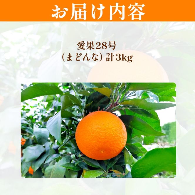 【先行予約】【数量限定】浅野農園の愛果28号（まどんな）特選計3kg ※離島への配送不可（2026年12月中旬～2027年1月中旬頃に順次発送予定）IKTAC023